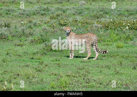 Le Guépard (Acinonyx jubatus) Ndutu, Tanzanie Banque D'Images