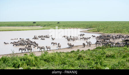 Les zèbres de Burchell ou commun (Equus quagga) sur la migration d'arriver à un trou d'eau sur la frontière du Serengeti et Ngorongoro. Banque D'Images