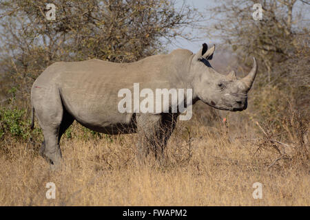 Rhinocéros blanc africain d'alerte permanent à un bruit dans le buisson Banque D'Images