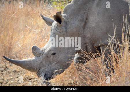 Rhinocéros blanc marche à travers l'alimentation bushveld à sec Banque D'Images