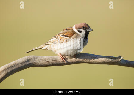 Des arbres pinson Passer montanus, adulte, perché sur une branche, Hongrie, Kiskunfélegyháza en juin. Banque D'Images
