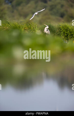 Héron cendré Ardea cinerea, adulte, d'être assailli par mouette dans marsh, Tiszaalpár, Hongrie, en juin. Banque D'Images