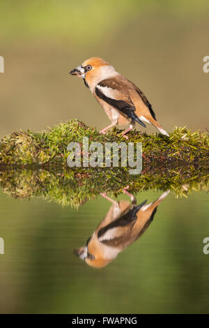 Coccothraustes coccothraustes Hawfinch, mâle adulte, piscine à Woodland, Lakitelek, Hongrie, en juin. Banque D'Images
