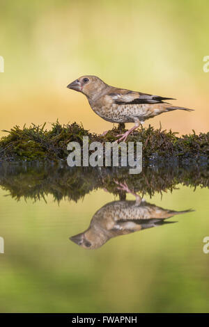 Coccothraustes coccothraustes Hawfinch, juvénile, à la woodland extérieure, Lakitelek, Hongrie, en juin. Banque D'Images
