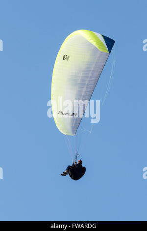 Beachy Head, au Royaume-Uni. Le 02 avril 2016. Météo britannique. Parapentes profiter du beau temps tout en volant au-dessus de Beachy Head, East Sussex, UK Crédit : Ed Brown/Alamy Live News Banque D'Images