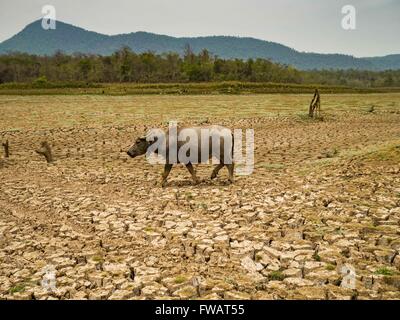 Na Sak, Lampang, Thaïlande. 2ème apr 2016. Un buffle promenades à travers les paysages secs de Mae Chang près du réservoir d'Sobjant village. Le village de Sobjant dans Na Sak district dans province de Lampang fut submergée lors de la Mae Chang réservoir a été créé dans les années 80. Le village a été déplacé à un endroit plus élevé à quelques kilomètres de son emplacement d'origine. La préhension de la sécheresse en Thaïlande vidangé le réservoir et les fondations d'un temple bouddhiste dans le village d'origine est devenu visible au début de 2016. Les familles thaïes descendre sur le village d'origine pour prier dans les ruines du temple et l'oeil à wh Banque D'Images