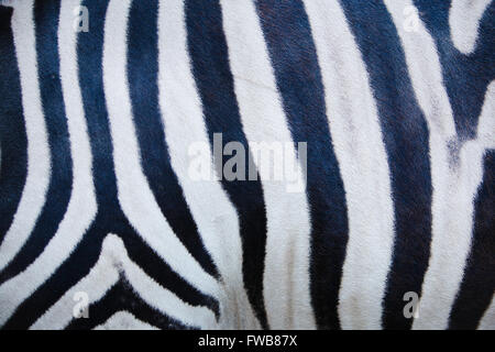 Photo de zebra la texture de la peau, texture zébrée Banque D'Images