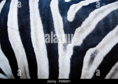 Photo de zebra la texture de la peau, texture zébrée Banque D'Images