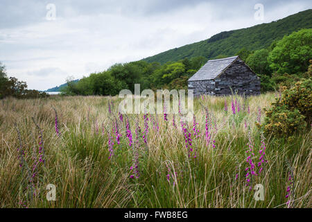 Pierre et l'ardoise cabin en champ dans le pays de Galles avec les fleurs sauvages en premier plan Banque D'Images