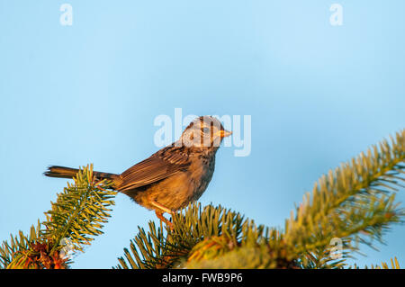 Un jeune bruant à couronne blanche (Zonotrichia leucophrys) est situé au sommet d'un pin. Tacoma, Washington, United States. Banque D'Images