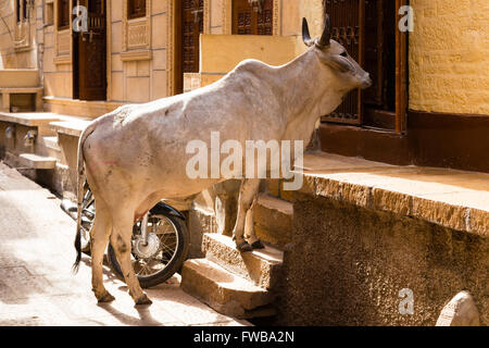 Holy Cow dans les rues de Jaisalmer, Rajasthan, India Banque D'Images