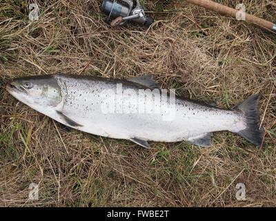La big salmon sur fond d'herbe sèche Banque D'Images