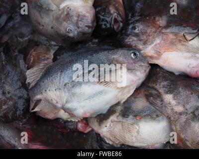 Cyclopterus lumpus hen-fond poissons close up Banque D'Images