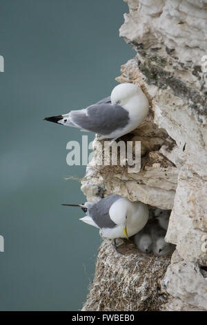 Deux Mouette tridactyle (Rissa tridactyla) niche sur les falaises, l'un montrant un œuf, l'autre avec les poussins, falaises de Bempton, East Yorkshire, UK Banque D'Images