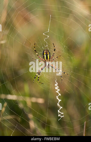 Une araignée Argiope bruennichi (WASP) assis dans son site web. B-3461 High Woods, East Sussex, UK Banque D'Images