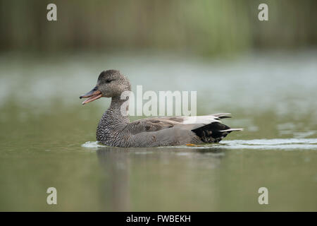 Canard de Gadwall / Schnatterente ( Anas strepera ) nage sur un étang naturel dans un cadre naturel magnifique appelant pour son compagnon, la faune, l'Europe. Banque D'Images