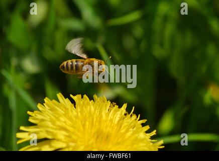 Bumblebee sur pissenlit fleur jaune Banque D'Images