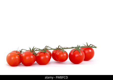 Tomates cerises mûres fraîches sur branch against white background Banque D'Images