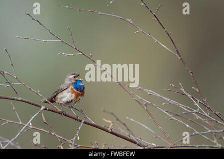 Gorgebleue à miroir (Luscinia svecica ) chantant sa chanson assis dans les branches d'un bouleau, bec grand ouvert de bush, de l'arrière-plan. Banque D'Images