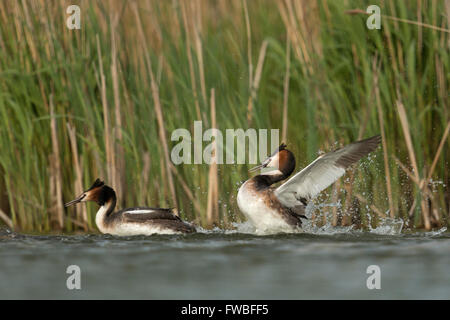 Beaucoup de grèbes huppés / Haubentaucher ( Podiceps cristatus ) montrant le comportement territorial, à la poursuite d'un rival tout en période de reproduction Banque D'Images