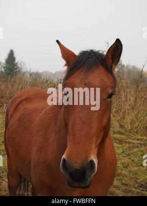 Cheval brun sur fond de ciel et froest Banque D'Images