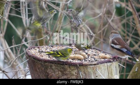 De Symons et hawfinch sur fond de forêt Banque D'Images