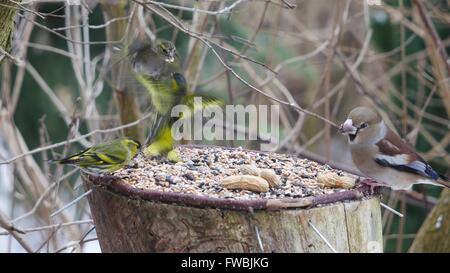 De Symons et hawfinch sur fond de forêt Banque D'Images