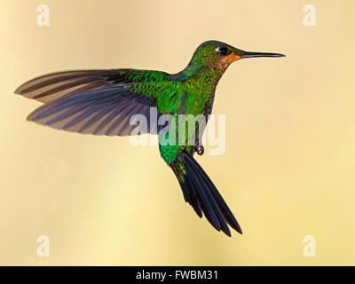 Mâle juvénile à couronne verte brillante planant hummingbird Banque D'Images