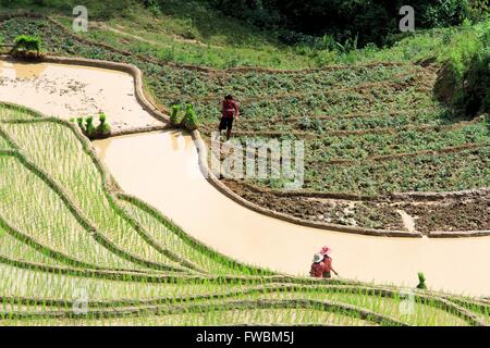 Auteurs le repiquage du riz dans les rizières irriguées terrasse, Sapa, Lao Cai, Vietnam, Asie Banque D'Images