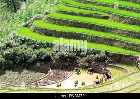 Auteurs le repiquage du riz dans les rizières irriguées terrasse, Sapa, Lao Cai, Vietnam, Asie Banque D'Images