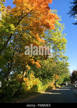 Les arbres aux couleurs automnales se penchant à travers réseau express régional English road Banque D'Images