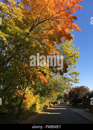 Les arbres aux couleurs automnales se penchant à travers réseau express régional English road Banque D'Images