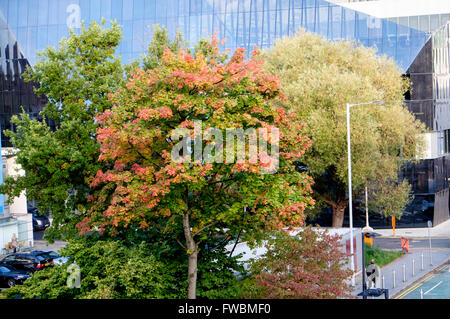 Institut national de graphène à l'automne, à l'Est de la rue Booth, Université de Manchester, UK Banque D'Images