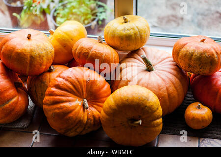 Les citrouilles récoltées à partir de leur attribution, en automne Banque D'Images