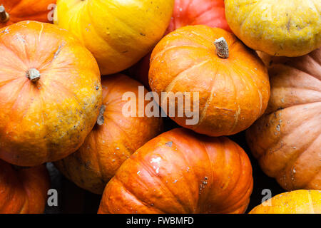 Les citrouilles récoltées à partir de leur attribution, en automne Banque D'Images