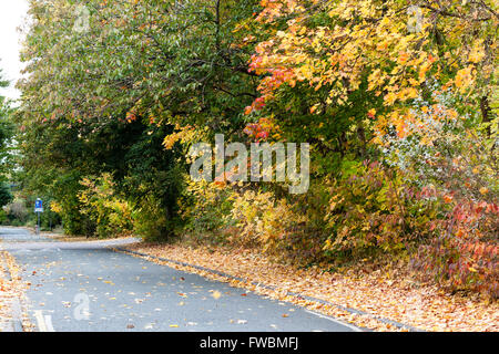 Les arbres aux couleurs automnales se penchant à travers réseau express régional English road Banque D'Images