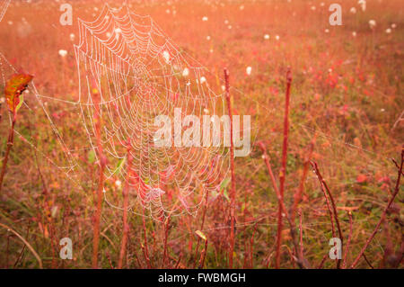 Un chargé de rosée spider web dans les premières heures du matin, à Cranberry Glades Zone Botanique, West Virginia. Banque D'Images