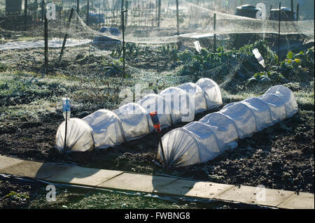 Cloche couvre un ensemble de faits de plastique translucide et ont formé une forme de tunnel inot protéger de nouveaux plants et utilisé pour forcer les plantes de plein air. Vu ici sur un allotissement au Royaume-Uni par un beau matin clair hivers glacial d'ANF avec la glace, le givre et le soleil. Banque D'Images