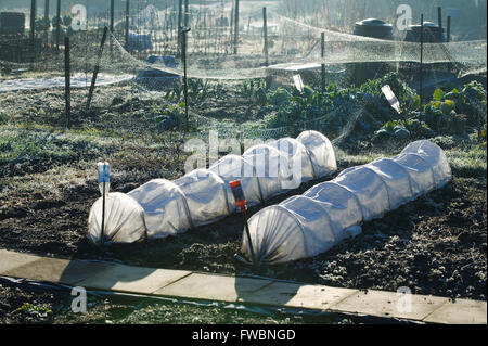 Cloche couvre un ensemble de faits de plastique translucide et ont formé une forme de tunnel inot protéger de nouveaux plants et utilisé pour forcer les plantes de plein air. Vu ici sur un allotissement au Royaume-Uni par un beau matin clair hivers glacial d'ANF avec la glace, le givre et le soleil. Banque D'Images