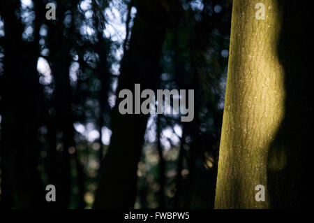 Un faisceau de lumière du soir tombe sur le tronc d'un vieil arbre dans une forêt dense, ce qui en fait resplendir dans l'arrière-plan foncé du bois dans l'ombre sous le grand auvent de feuilles et branches. Banque D'Images