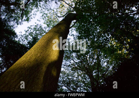 Un faisceau de lumière du soir tombe sur le tronc d'un vieil arbre dans une forêt dense, ce qui en fait resplendir dans l'arrière-plan foncé du bois dans l'ombre sous le grand auvent de feuilles et branches. Banque D'Images