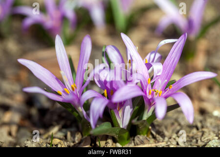 Colchicum bulbocodium syn. Bulbocodium vernum, la fleur de safran de prairie printanière poussant sur le sol à partir Banque D'Images