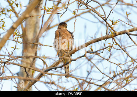 Coopers hawk perché sur l'observation d'arbres pour les petites proies Banque D'Images