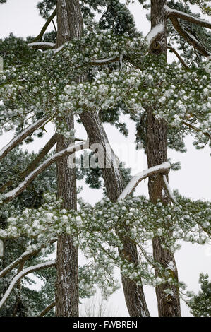 Le pin sylvestre trois arbres avec leurs branches et les troncs couverts de neige après une tempête d'hiver. Banque D'Images