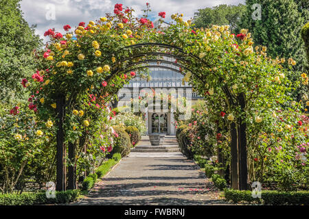 Jardin de roses dans les jardins botaniques, Canterbury, île du Sud, Nouvelle-Zélande Banque D'Images