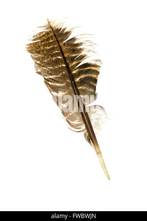 Plume de l'est le dindon sauvage (Meleagris gallopavo silvestris). Banque D'Images