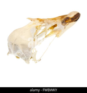 Le crâne d'un eider (Somateria mollissima) trouvés sur la côte du Maine. Banque D'Images