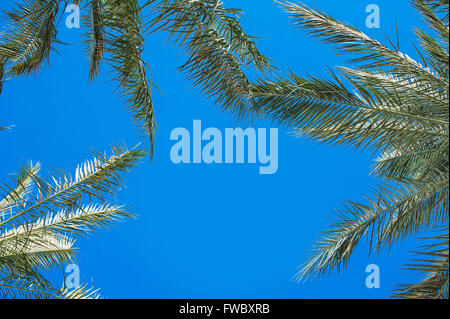 Des branches de palmier sur le fond bleu du ciel concept tropical Banque D'Images