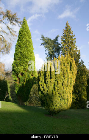 Une petite sélection de sapins taillés dans des formes différentes dans un jardin anglais. Banque D'Images