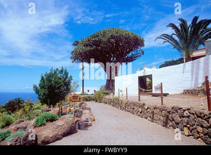 Arbre Dragon millénaire. Icod de los Vinos, l'île de Tenerife, Canaries, Espagne. Banque D'Images